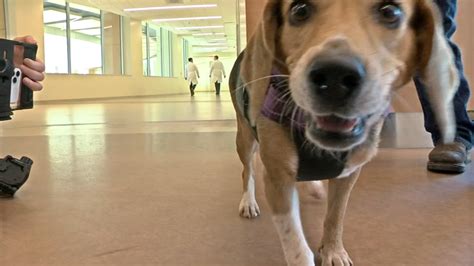 North Carolina Dog Sniffs Bacteria At Greenville Hospital Keeps Cancer