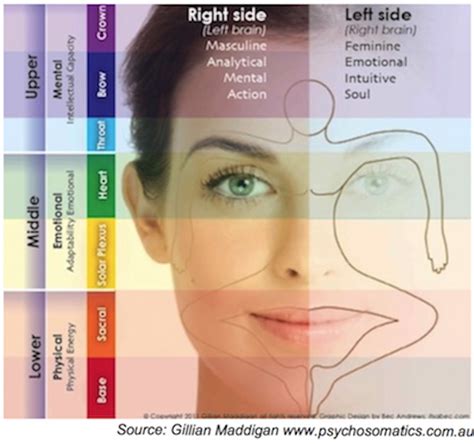 Face Reading Zones My Holistic Healing