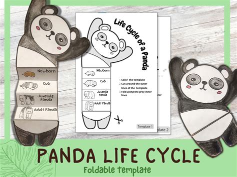 Panda Life Cycle Learning Activity For Kids Foldable A4 And 11x85 Inch
