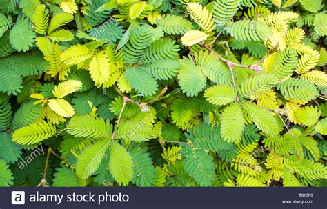Leaves Of Mimosa Pudica Sensitive Plant Sleepy Plant Stock Photo Alamy