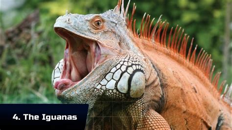Is a lizard's saliva poisonous to humans? World's Most Dangerous Lizards and Turtles - YouTube