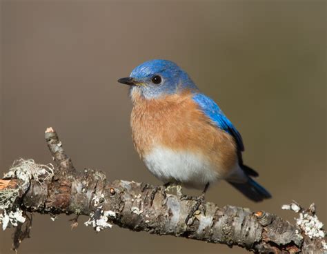 Eastern Bluebird Wallpapers Animal Hq Eastern Bluebird Pictures 4k