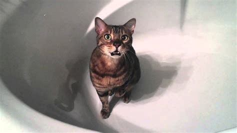 Bengal Cat Chirping In A Bathtub Youtube