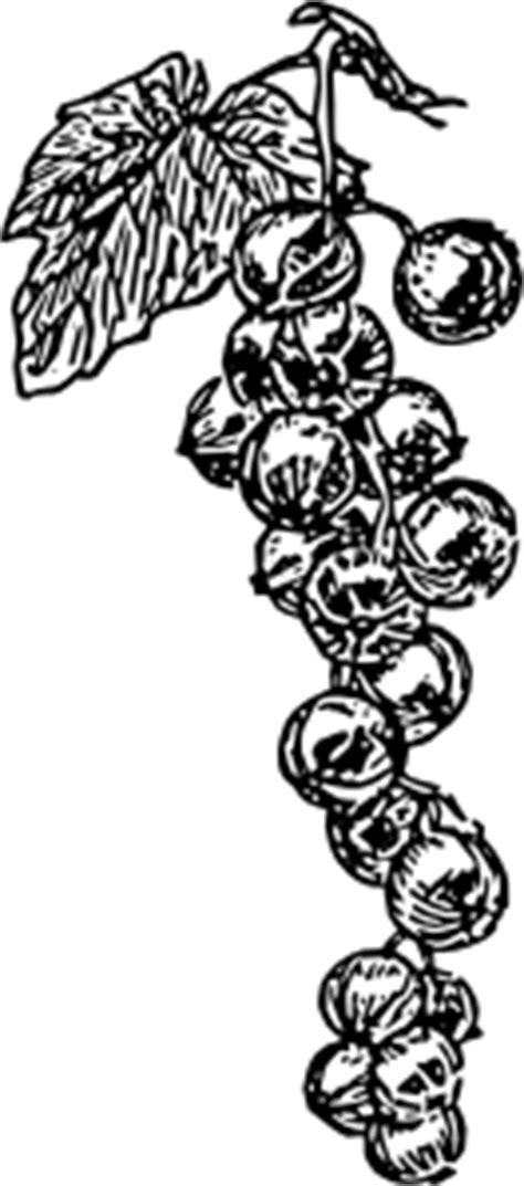 6 grapes clipart and botanicals! Grape Vine clip art (114574) Free SVG Download / 4 Vector