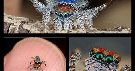 Maratus Volans Or Known As The Peacock Spider Imgur