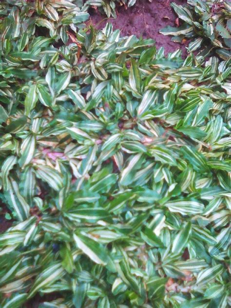 Harga rumput gajah mini / jual rumput gajah mini. Jual Rumput Gajah Mini Varigata, Cara Merawat Rumput Gajah ...