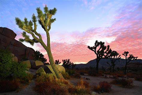 Two Joshua Trees At Sunrise In Joshua Tree National Park By Dave Dilli
