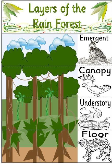 58 Preschool Rainforest Ideas Rainforest Rainforest Theme