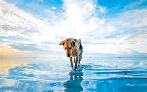Dog On Lake Hd Animals 4k Wallpapers Images Backgrounds Photos And
