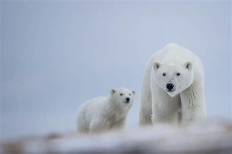 Webinar Autumn Tundra Polar Bear Adventures