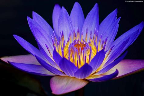 Amazing Flowers Water Lily Blue Flowers Images Blue Flowers Images