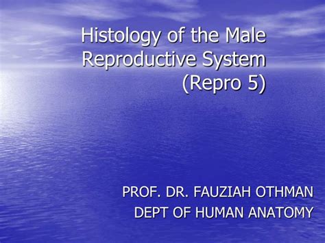 Ppt Histology Of The Male Reproductive System Repro 5 Powerpoint