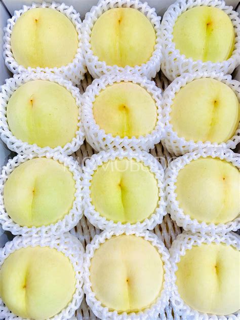 Japanese Okayama Hakuou® White Peach — Momobud