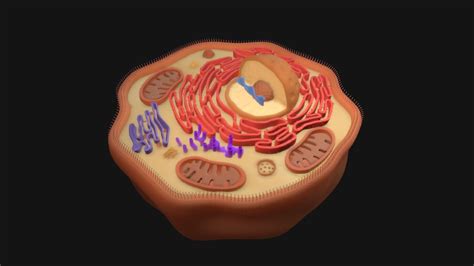 Human Cell Model