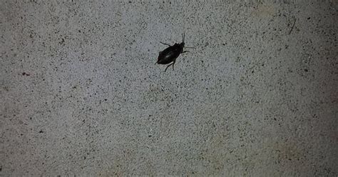 please help identify these beetles in okc moved into temp housing because of tornado and the