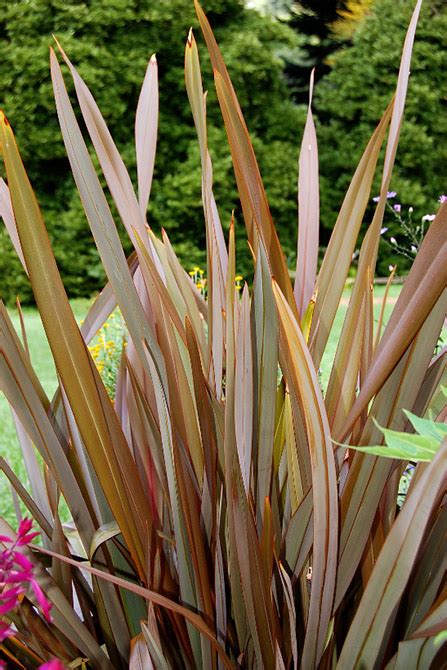 New Zealand Flax Plant Care Phormium Plant Facts Varieties