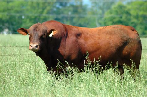 Beef Cattle Breeds Pictures Identification Heat Tolerant Tender Beef