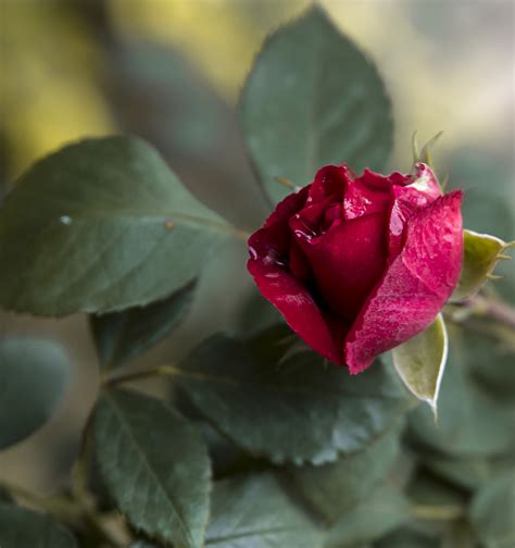 Free Images Flower Summer Red Pink Secret Petal Garden Roses