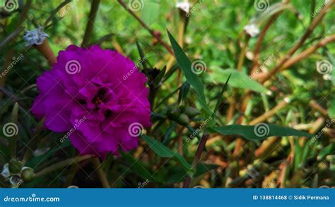 Beautiful Purple Flower In The Garden Stock Photo Image Of Design