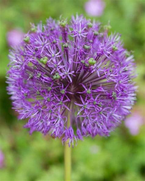 Allium Violet Beauty Stipitatum Bulb Peter Nyssen Buy Flower