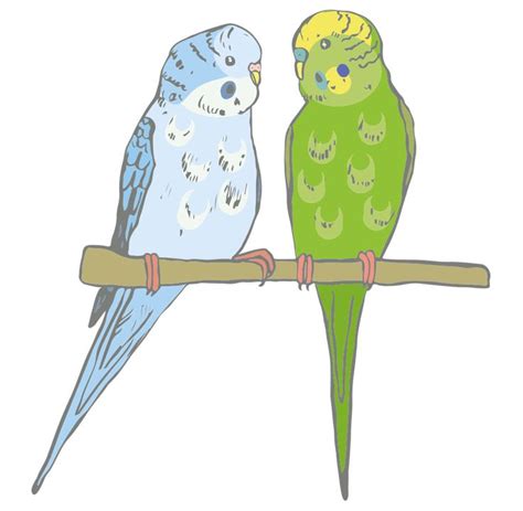 Eine gesunde ernährung ist die grundlage für ein langes vogelleben! Informationen über Wellensittiche | Wellensittich ...