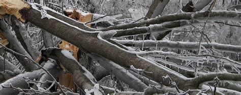 Tree Fall Liability Who Is Responsible For Property Damage Nc State