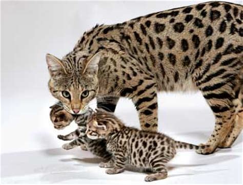 It is a cross between a serval and a domestic cat. Savannah Cat Pictures | Pets World