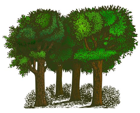 Download High Quality Tree clipart forest Transparent PNG Images - Art