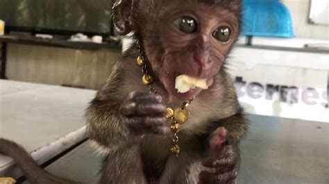 Foto Monyet Lagi Makan Di Restoran Imagesee