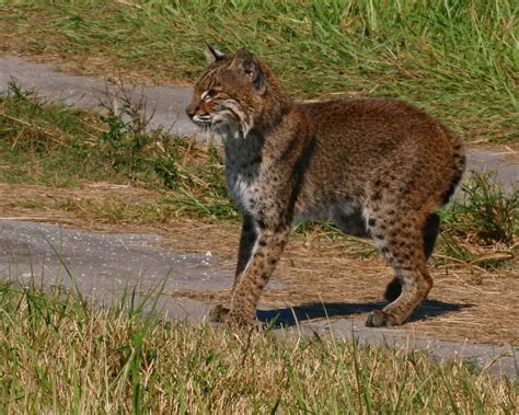 Wild Cats In Southern Florida Care About Cats