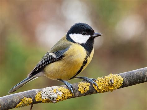 A Brain Eating Species Called The Great Tit Is Threatening Other Birds