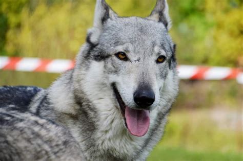 German Shepherd Wolf Mix 2023 Guide Hybrid Cross Breed Wolfdog