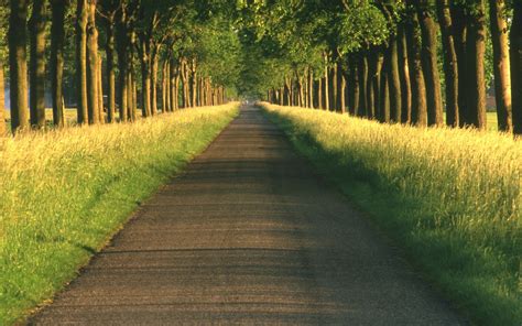 Straight Road Between Trees Hd Wallpaper