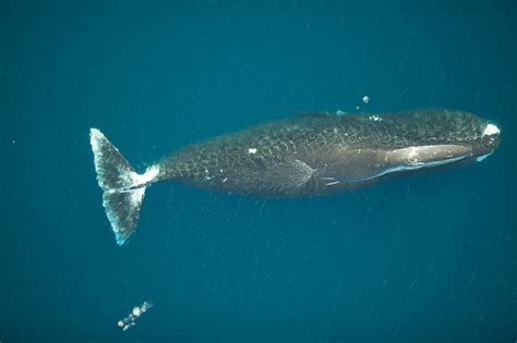The Soundscape Where Spitsbergens Critically Endangered Bowhead Whales