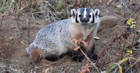 The ‘badger Hotline And Why Thompson Okanagan Residents Are Being