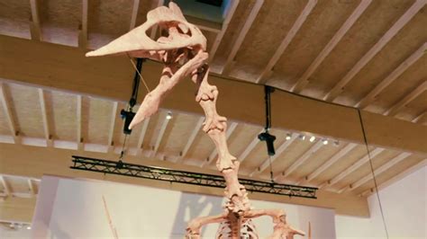 Watch This Is The Biggest Pterodactyl Pterosaur Ever Found By
