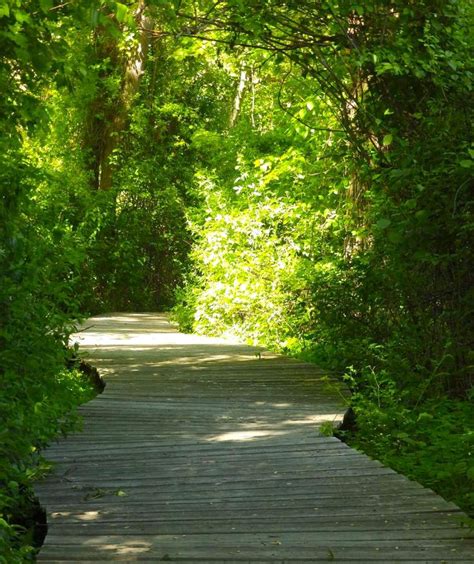 This Beautiful Boardwalk Trail In Massachusetts Is The Most Unique Hike