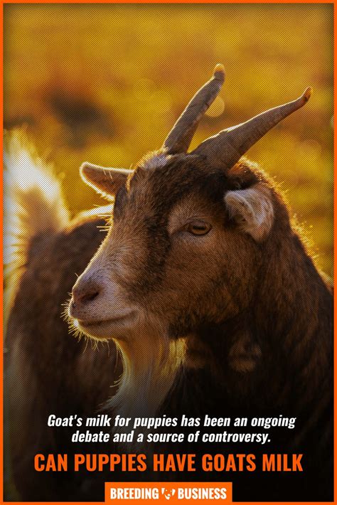 Find everything you need to welcome them home! How Long Can I Give My Puppy Goats Milk - Puppy And Pets
