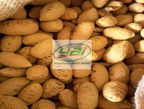 Turmeric Finger Bulb Manufacturers Suppliers Exporters In India