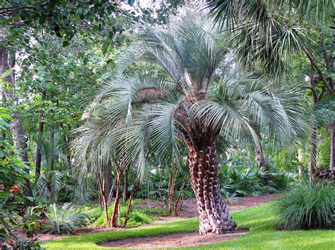 Florida Pindo Palms Provide Instant Feathery Flair Artistree Artistree