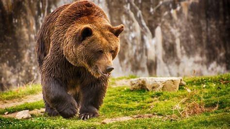 Brown Bears Wallpapers Top Free Brown Bears Backgrounds Wallpaperaccess
