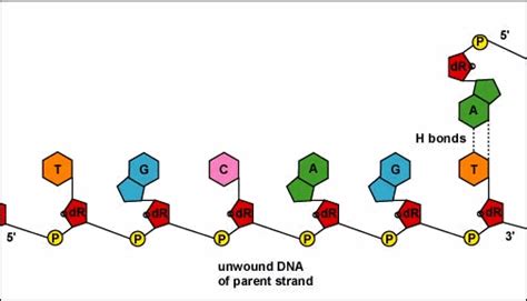 Animation Illustrating Dna Replication By Complementary Base Pairing