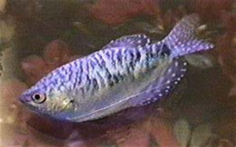 Some fish species also release toxins in their slime which ward off enemy attacks. Gourami Experiment | AquariaCentral.com