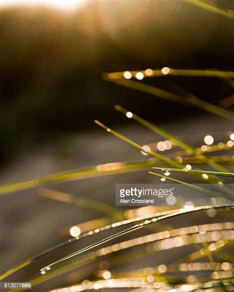 Sunrise Morning Dew Photos And Premium High Res Pictures Getty Images