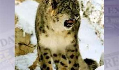 Snow Leopards Found In Afghanistan World News Uk