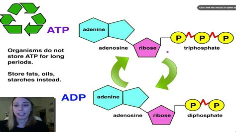 This chemical reaction is not spontaneously reversible but instead requires a substantial input of energy is required to convert adp back to atp. ATP ADP Cycle - YouTube