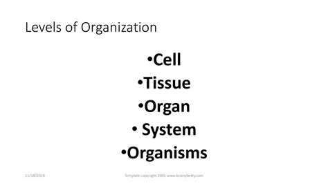 Levels Of Organization Ppt Download