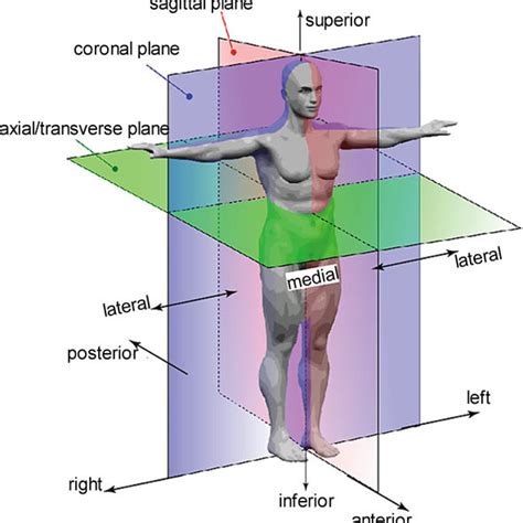Anatomical Position Planes And Sections Shanta Anatomyand Physiology