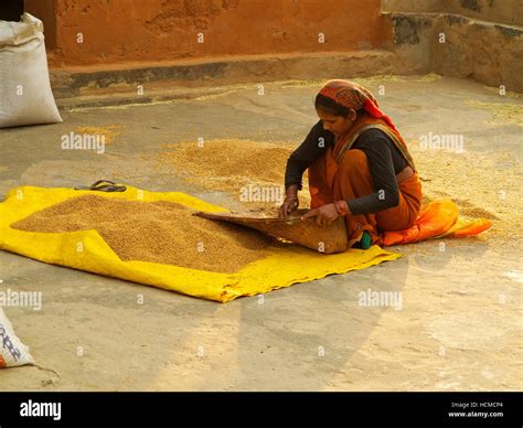 Indian Woman Working On Some Grains At Chuka Village Kumaon Hills Uttarakhand India Stock