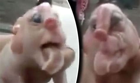 Bizarre Piglet Born With Human Like Face And Penis Foreheads Freak Out Social Media Weird